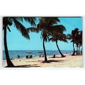 Vintage Florida Beach Scene Palm Trees Sun-Tanning Postcard